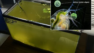 Raising Daphnia for the Freshwater Aquarium [upl. by Dadelos174]