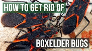 How to Get Rid of Boxelder Bugs 4 Easy Steps [upl. by Kauslick]