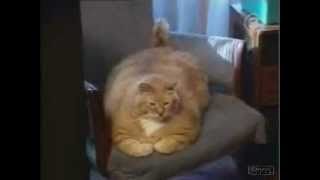 Guiness World Record  Worlds Fattest Cat  2012 [upl. by Nnylidnarb]