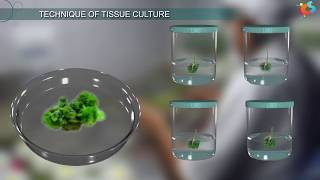 Tissue Culture [upl. by Ramal]