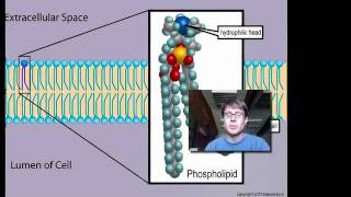 Cell Membranes [upl. by Guod]