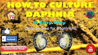 HOW TO CULTURE DAPHNIA In Easy Way [upl. by Nnaeus]