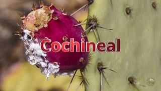 Cochineal [upl. by Esserac]